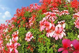 Maybe you would like to learn more about one of these? Creeping Geranium Plant Guide Care Tips Pictures And More Garden Tabs