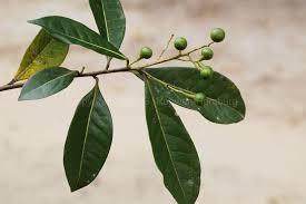 Image result for Ocotea