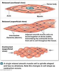 This is different from as you look at this diagram of a smooth muscle fiber, you'll notice the single nucleus in the center. Pin On Nursing School