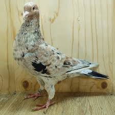 Image result for Dove Gray 1983 Hussmann