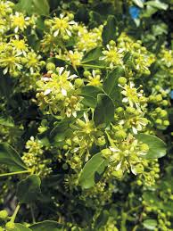 Image result for Quillaja saponaria