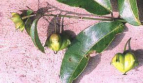 Image result for Sclerocroton