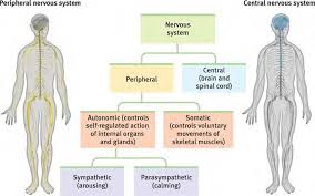 The brain is the central computer that controls all the functions of your body. 2