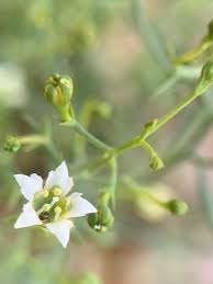 Image result for Thesium