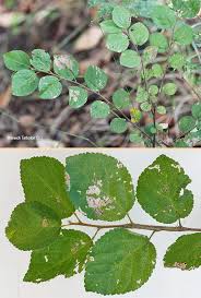 Image result for Grewia villosa