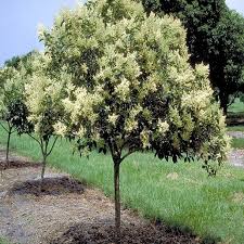 Image result for Ligustrum lucidum