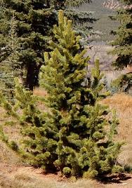 4k00:57aerial crane shot of a forest path in cold ambiance winter forest. Best Shade Trees For Utah Buy Mature Trees Utah Tree Moving Utah