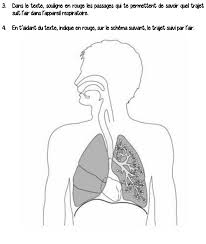 Équence sur la respiration cm 1 ce qcm permet d'évaluer les élèves sur les. Http Www4 Ac Nancy Metz Fr Ia54 Circos Ienstmax Sites Ienstmax Img Pdf Respiration Et Circulation Pdf