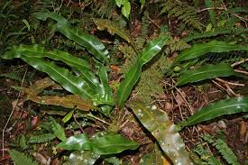 Image result for Elaphoglossum aubertii