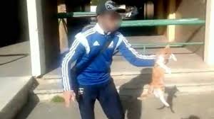 On aime le chat pour ses moeurs indépendantes, donc peu contraignantes, pour la douceur soyeuse de ses câlins et ses ronronnements de le chien est craquant par sa fidélité à toute épreuve et sans conditions, son enthousiasme communicatif et sa grande faculté à partager les activités de notre vie. L Homme Qui A Maltraite Un Chat Sur Une Video Sera Juge Youtube