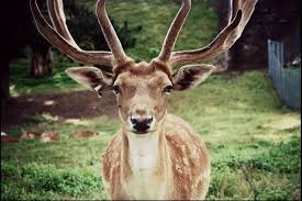 Deer The Best