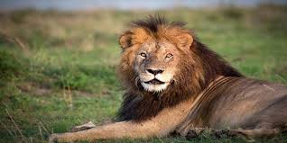 Real customer reviews for zicasso's african safari tours referral service. Book All Safaris With The Best Tour Operator In Africa