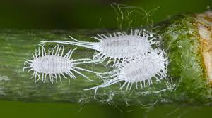 Image result for Mealybug cucumber
