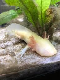 I am a small breeder located in pennsylvania selling all colors of axolotls. Golden Axolotl Reddit Post And Comment Search Socialgrep