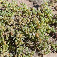 Image result for Trianthema