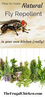 Natural Ways To Get Rid Of Flies Home Remedies Natural Fly Repellant Fly Repellant Repellent