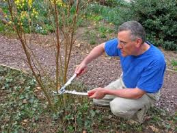 Gorgeous ruby red blooms will cover the tree starting. Dogwood Tree Pruning How And When To Trim A Dogwood Tree
