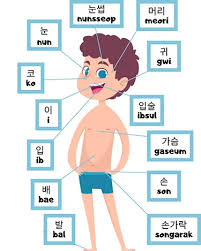 The main systems of the human body are: Body Parts In Korean Learn The Terms From Head To Toe