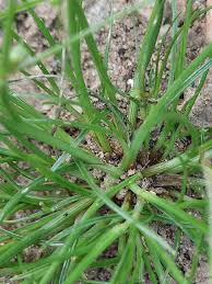 Image result for Lipocarpha micrantha