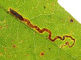 Image result for Stigmella aceris