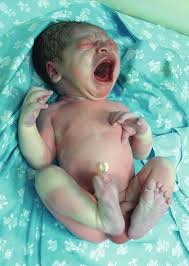 Image result for Harlequin Color Change