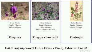 Image result for Otoptera