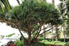 Image result for Pandanus utilis