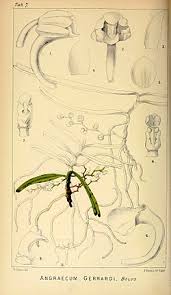 Image result for Rhipidoglossum