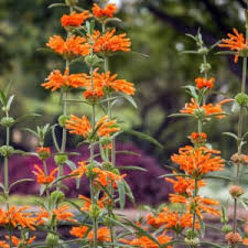 Image result for Synaptolepis