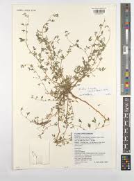 Image result for Rothia hirsuta