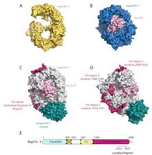 Cells Free Full Text The Role Of Protein Disorder In Nuclear Transport And In Its Subversion By Viruses Html