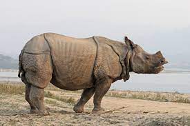 Insurance may be underwritten by one of. Panzernashorn Wikipedia