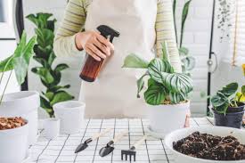 Organic Pest Control for Indoor Plants: Eco-Friendly Pest Management for Indoor  Garden