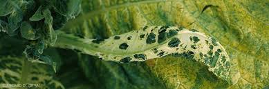 Image result for Alfalfa mosaic virus