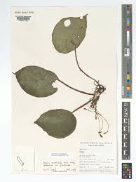 Image result for Begonia quadrialata
