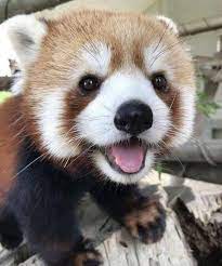 Adorable Little Red Panda Aww Cute Animals Cute Baby Animals Baby Animals