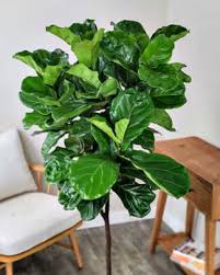Image result for Ficus tremula