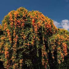 Image result for Pyrostegia