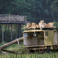 Het speelland heeft een leuk avontureneiland en spannende waterattracties. Vakantie Beekse Bergen Met Tieners Tienervakanties Nederland
