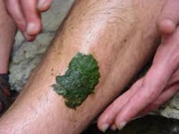 Penulis sebenarnya menyimpan impian nak mempunyai sebuah kapal terbang sendiri. 3 Langkah Rebus Daun Kapal Terbang Untuk Turunkan Kencing Manis 17 9 Kepada 7 Maskulin