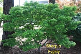 Sharp S Pygmy Japanese Maple Japanese Garden Style Japanese Garden Garden Trees