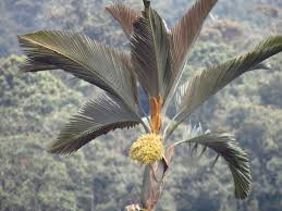 Image result for Arecaceae