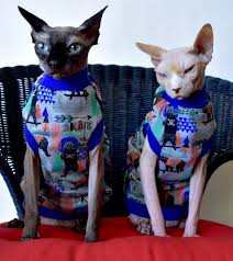 I always wondered how you pet a hairless cat? Sphynx Kittens For Sale Nj