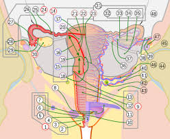Face, lips, boobs, waist, hips, hands, pussy, legs. Female Reproductive System Wikipedia