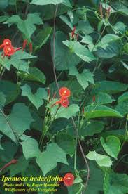 Image result for Ipomoea hederifolia