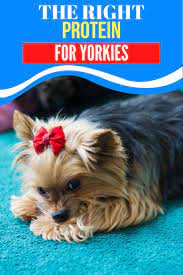 The Right Protein Source For Yorkies Dog Food Recipes Best Dog Food Yorkie
