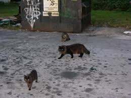 Tnr.com is tracked by us since april, 2011. R7mipv A5 Fc5m