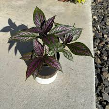 Image result for Costularia