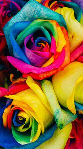 Flowers hd wallpapers in high quality hd and widescreen resolutions from page 2. Rainbow Roses Wallpaper Iphone Android Desktop Backgrounds Rainbow Roses Rose Wallpaper Rainbow Wallpaper