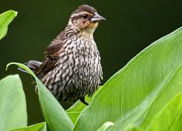 Look for long, sharply pointed bill. Red Winged Blackbird American Bird Conservancy